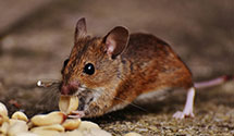 24 Hour & Emergency Exterminators in Taholah, WA